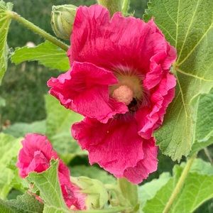 Meet your Posher, Liz